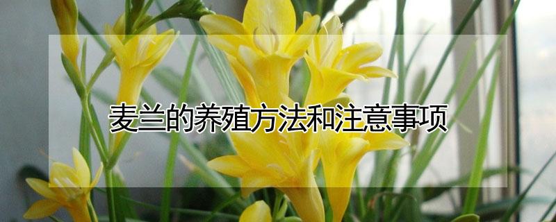 麦兰的养殖方法和注意事项 麦冬兰的养殖方法