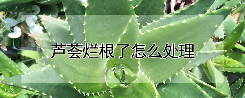芦荟烂根了怎么处理(芦荟烂根了怎么处理视频)