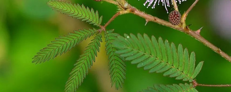 含羞草花籽怎么种 含羞草花种子怎样种