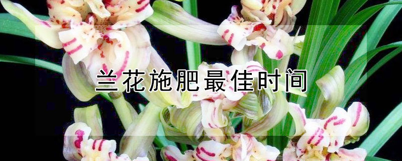 兰花施肥最佳时间（兰花施肥间隔时间）