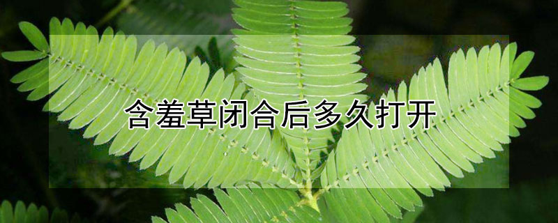 含羞草闭合后多久打开 含羞草什么时候闭合