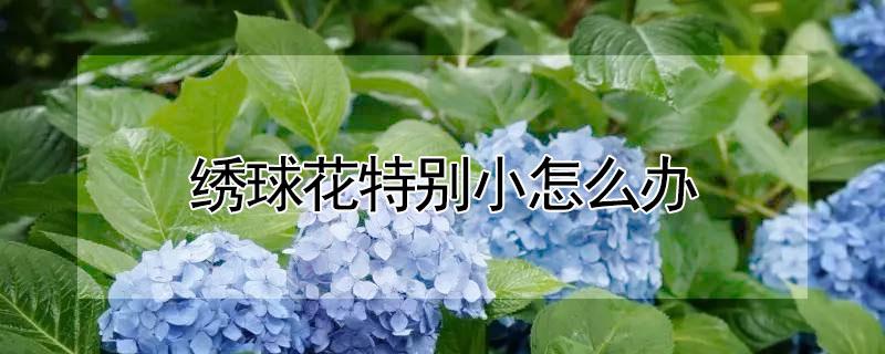 绣球花特别小怎么办（绣球花太小怎么办）