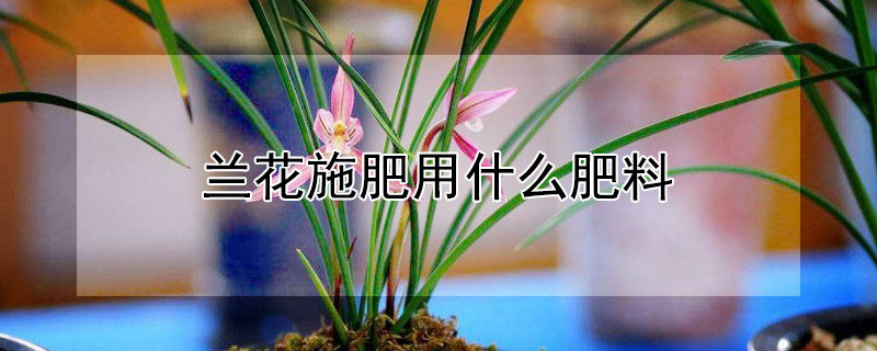 兰花施肥用什么肥料（兰花施肥用什么肥料最好刘慧林）