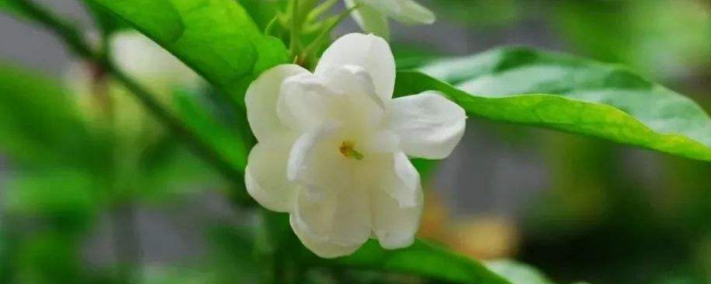 北方地区如何养茉莉花(北方养茉莉花怎么养)