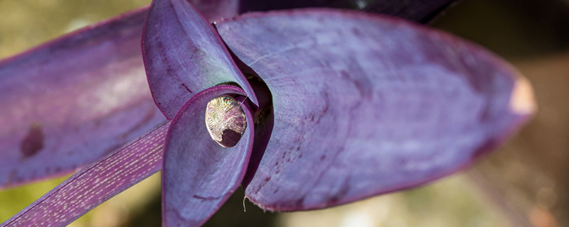 紫鸭跖草是紫罗兰吗 紫叶鸭跖草是紫罗兰吗