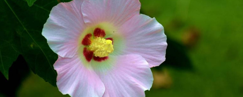 芙蓉花怎么换盆 芙蓉花换盆需要注意什么