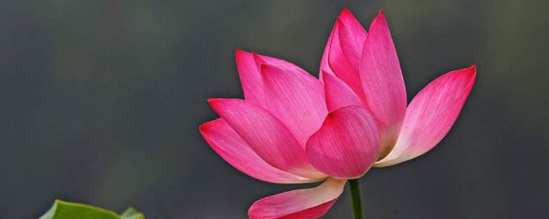 莲花种子怎么种植方法 莲花种子如何种植