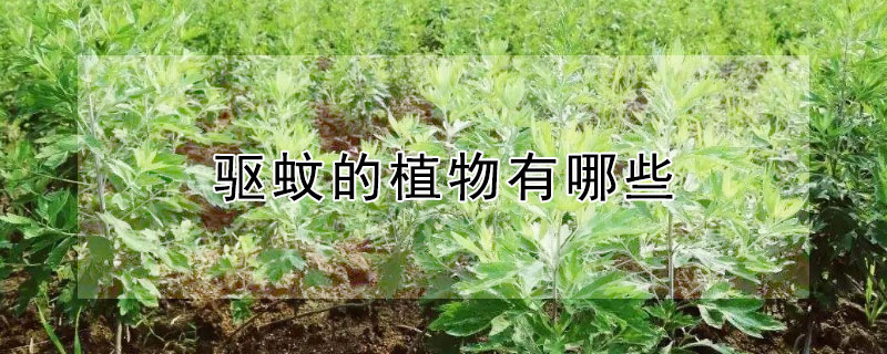 驱蚊的植物有哪些 夏天驱蚊的植物有哪些