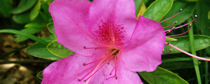 杜鹃花叶子发红是怎么回事 杜鹃花叶子发红怎么办