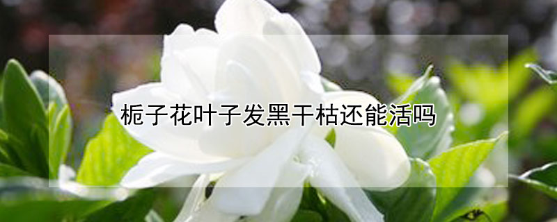 栀子花叶子发黑干枯还能活吗 栀子花叶子发黑变干解决方法
