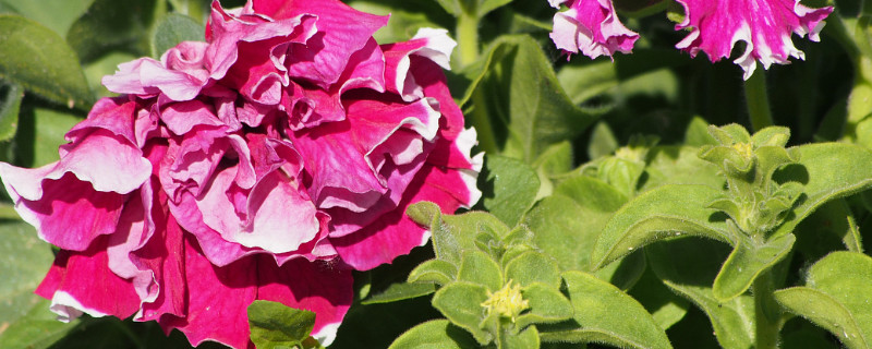 紫罗兰如何醒花（紫罗兰花如何醒花）