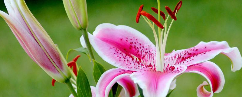 百合地栽冬天会冻死吗（地栽百合冬天怎么办）