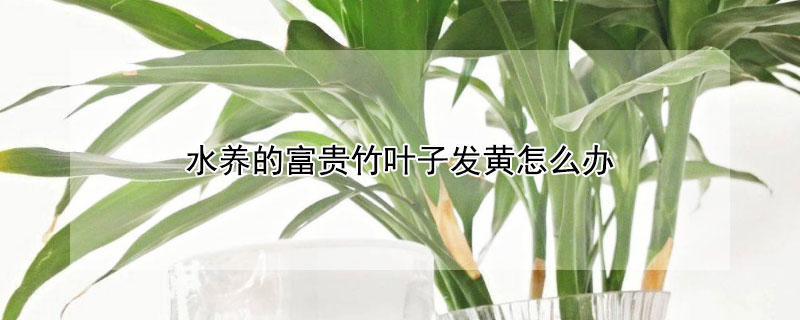 水养的富贵竹叶子发黄怎么办(水养的富贵竹叶子发黄怎么办?)