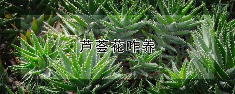 芦荟花咋养（芦荟养花方法）