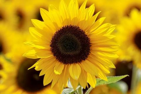 向日葵需要深水醒花吗