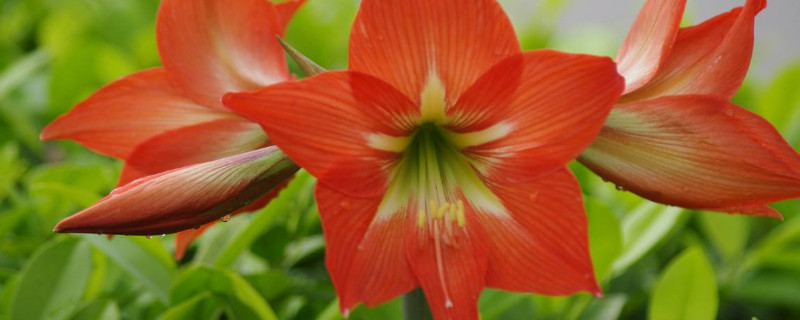 朱顶红开花几天花谢 朱顶红什么时候开花