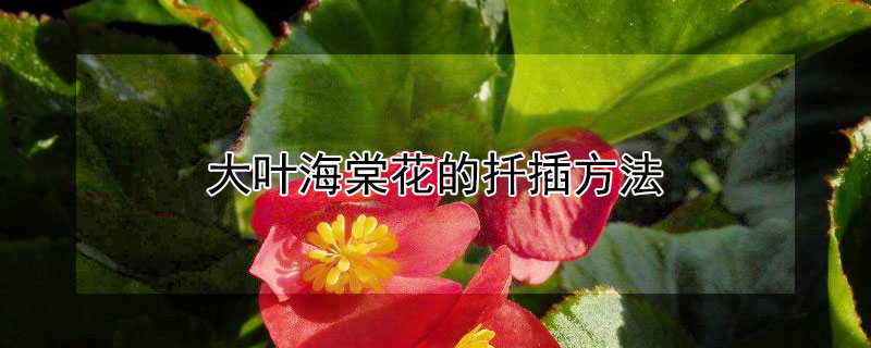 大叶海棠花的扦插方法（大叶海棠花的扦插方法须用水泡根吗）