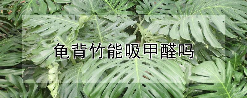 龟背竹能吸甲醛吗（龟背竹能除甲醛吗）