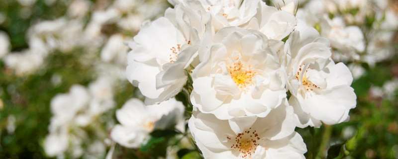 蔷薇黄叶是怎么回事 蔷薇为什么黄叶子