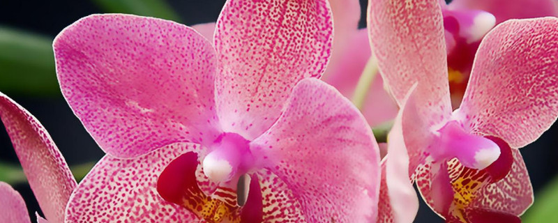 蝴蝶兰为什么花苞少 蝴蝶兰为什么花蕾少