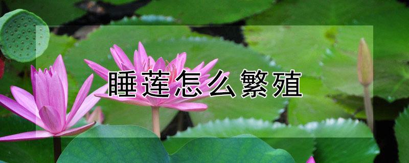 睡莲怎么繁殖 睡莲繁殖方法