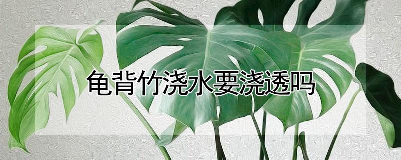 龟背竹浇水要浇透吗 龟背竹每次浇透水吗?