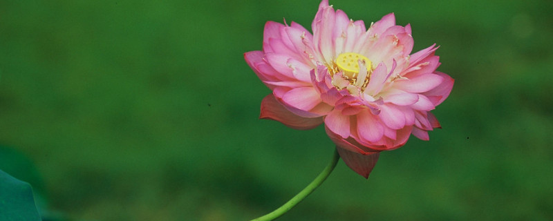 怎么给荷花催花（荷花如何催花）
