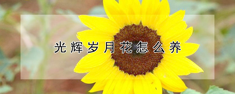 光辉岁月花怎么养(光辉岁月花可以养几年)
