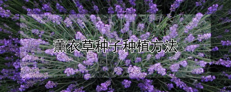 薰衣草种子种植方法（薰衣草种子种植方法全过程）