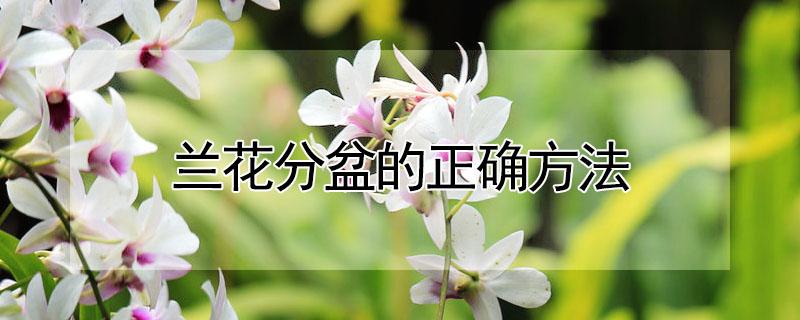 兰花分盆的正确方法（兰花怎样分盆）