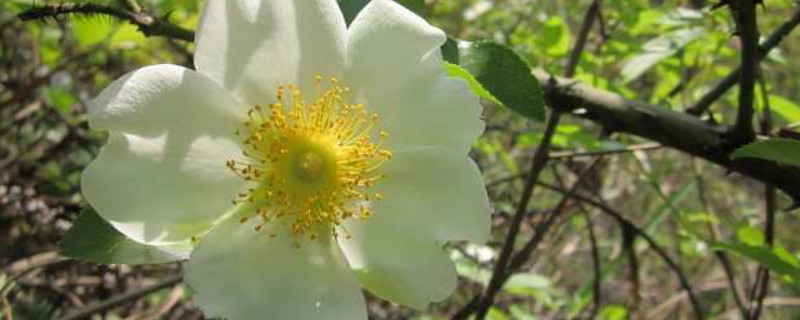 金樱子可以水插生根吗 金樱子根泡水