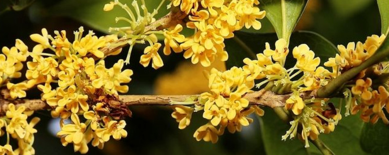 秋天的植物 秋天的植物有哪些,都是什么颜色