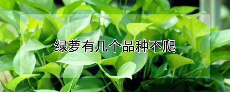 绿萝有几个品种不爬 绿萝是会爬的植物吗