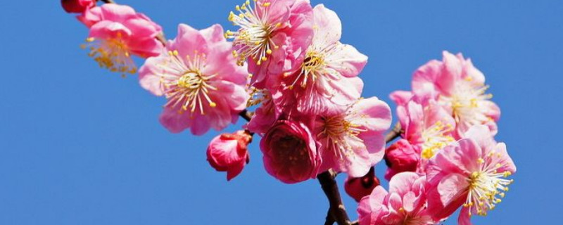 红梅怎么繁殖（红梅怎么种）