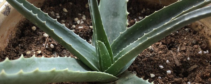 芦荟叶插能生根发芽吗 芦荟叶插怎样发芽