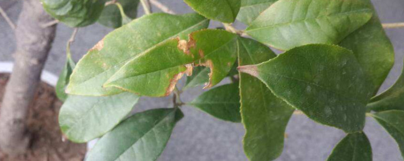 桂花枯叶病怎么办（桂花叶枯病怎么治）