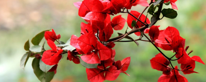 三角梅有几种颜色的花（三角梅的花都有什么颜色）