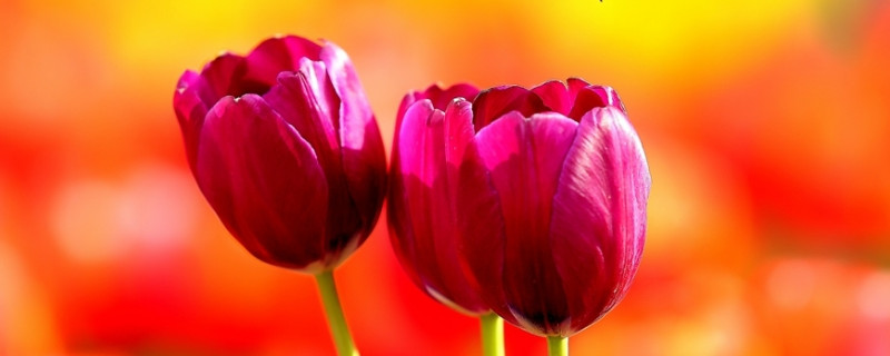 郁金香垂头了怎么办（郁金香垂头怎么处理）