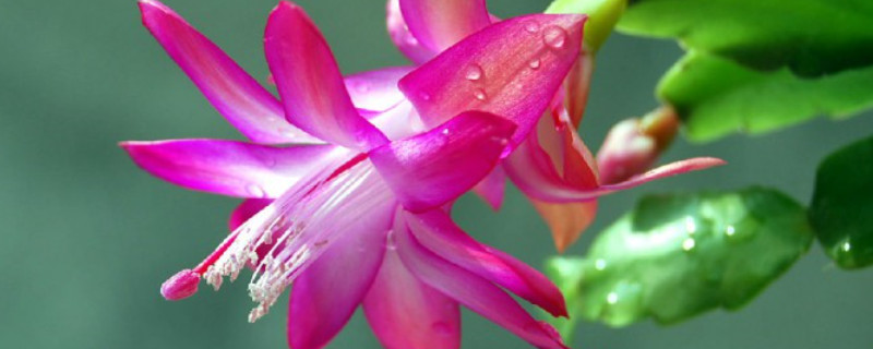 冬天常见的花 冬天常见的花图片大全