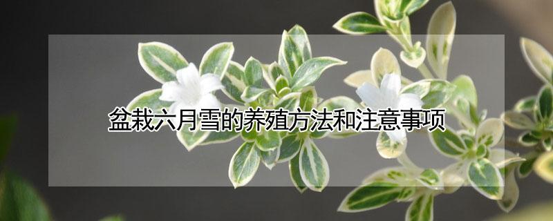 盆栽六月雪的养殖方法和注意事项（六月雪的养植方法）