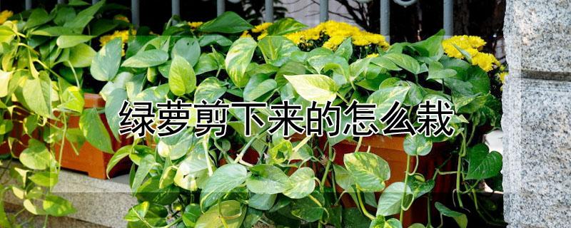 绿萝剪下来的怎么栽（剪下来的绿萝怎么栽培）