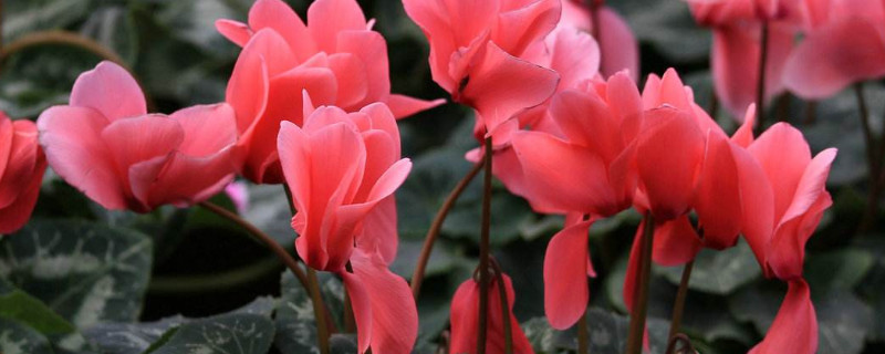 仙客来喜阴还是喜阳（仙客来是喜阴还是喜阳植物）