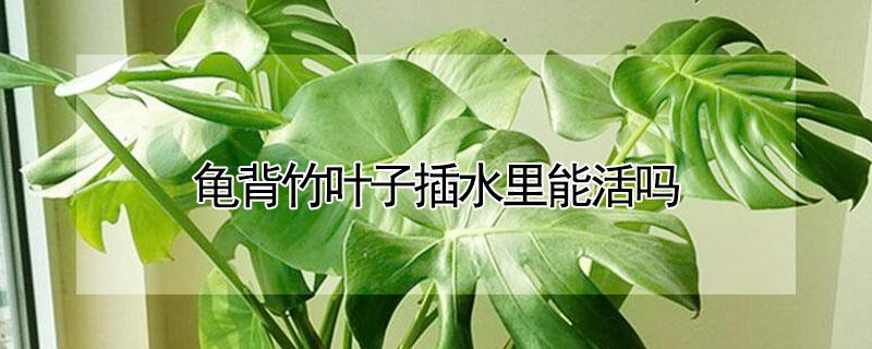 龟背竹叶子插水里能活吗(龟背竹叶子放水里能活)