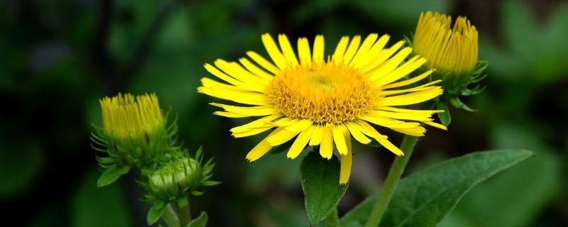 菊花春天可以剪头吗 夏天菊花可以剪头吗