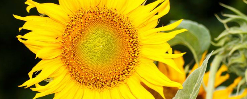 向日葵需要深水醒花吗 向日葵需要放多少水