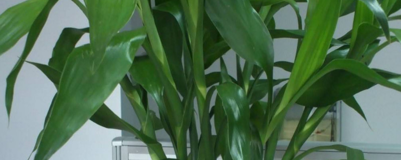 土培富贵竹叶子发黄怎么办（土培富贵竹变黄了应该怎么处理）