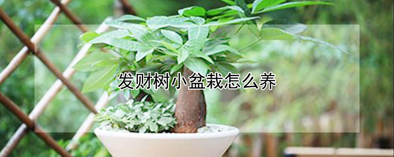 发财树小盆栽怎么养（发财树小盆栽怎么养护与浇水）