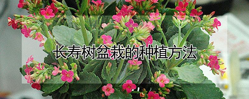 长寿树盆栽的种植方法 长寿树盆栽养殖方法