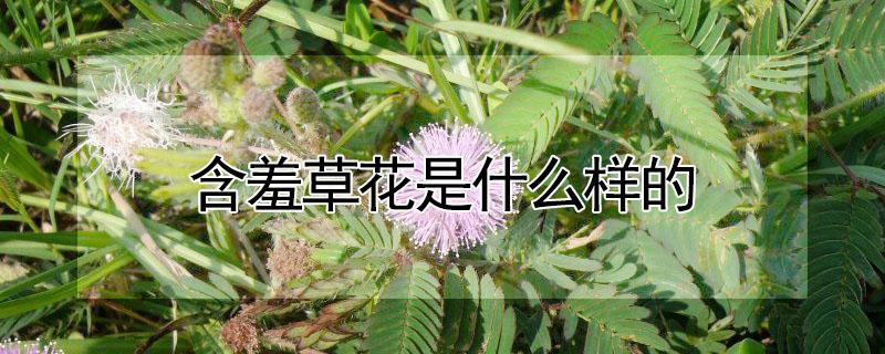 含羞草花是什么样的（含羞草花百科）