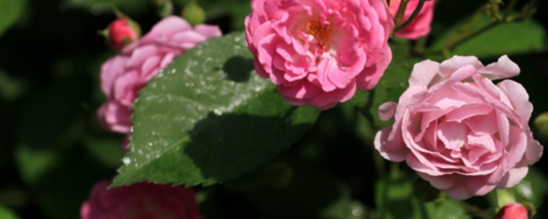 蔷薇花几天发芽（蔷薇花多久发芽）